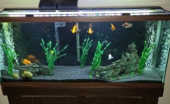 Fish Bolz