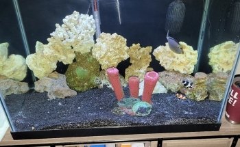 Fish Bolz