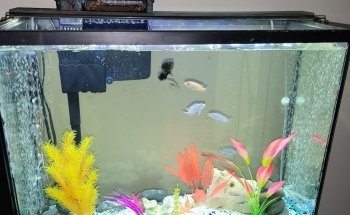 Fish Bolz