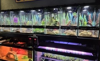 Fish Connection