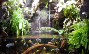Fish Connection