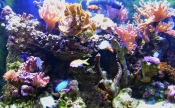Fish Connection
