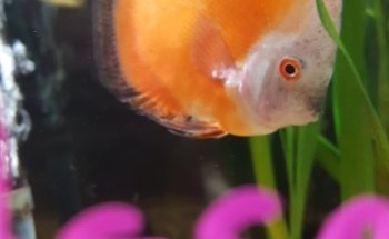 Causeway Pets