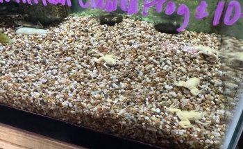 Causeway Pets