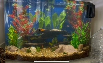 Causeway Pets