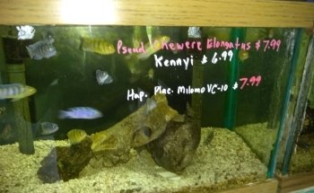 Causeway Pets
