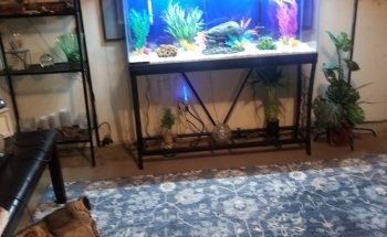 Causeway Pets