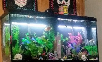 Causeway Pets