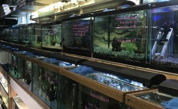 Causeway Pets