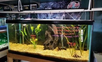 Causeway Pets