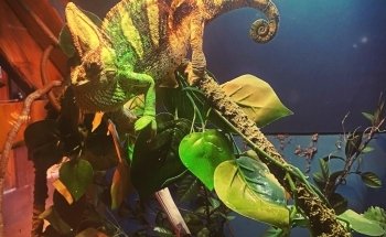 Topsail Aquarium