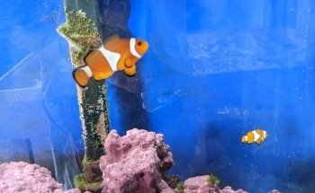 Topsail Aquarium
