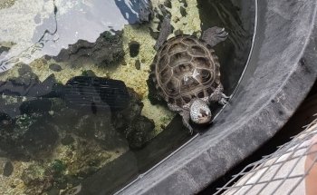 Topsail Aquarium
