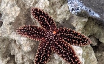 Topsail Aquarium