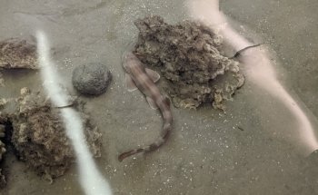 Topsail Aquarium