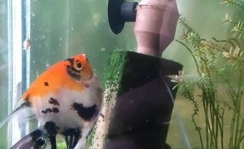 Acuario Tus Mascotas