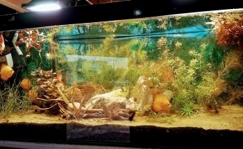 Acuario Tus Mascotas