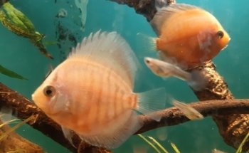 Acuario Tus Mascotas