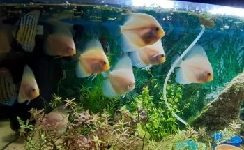 Acuario Tus Mascotas