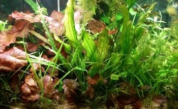 Acuario Tus Mascotas