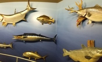 Go Fish Education Center