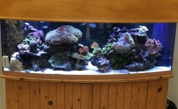 Reef Architects
