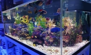 Reef Architects