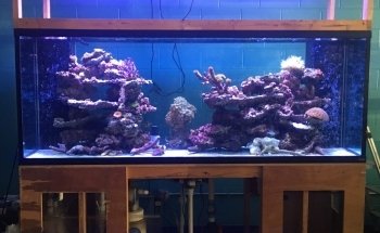 Reef Architects