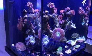 Reef Monsters