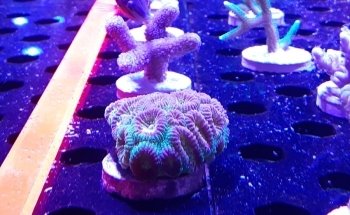Reef Monsters