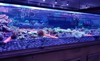 Reef Monsters