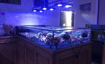 Reef Monsters