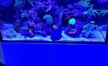 Reef Monsters