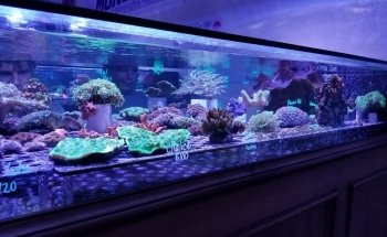 Reef Monsters