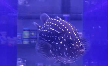 Reef Monsters