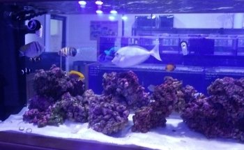 Reef Monsters