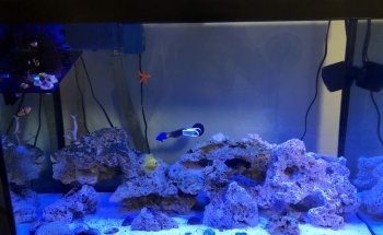 Aquatic Jewels
