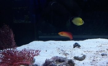 Aquatic Jewels