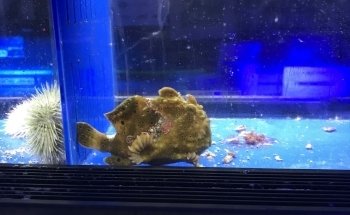 Aquatic Jewels