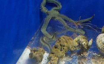 Aquatic Jewels