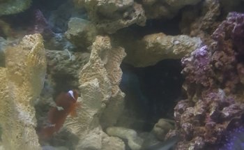 Aquatic Jewels