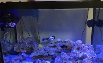 Aquatic Jewels
