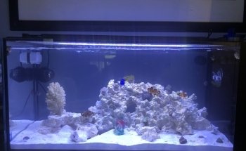 Aquatic Jewels