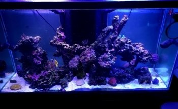 Strictly Fish