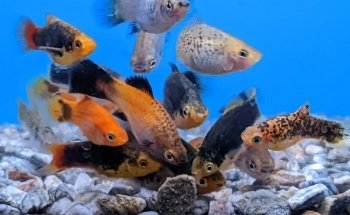 Strictly Fish