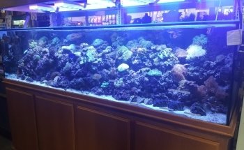 Strictly Fish