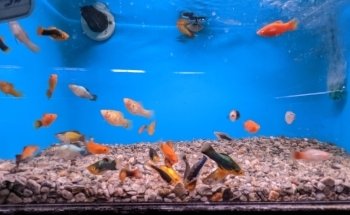 Strictly Fish