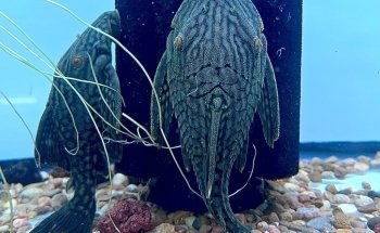 Houston Aqua
