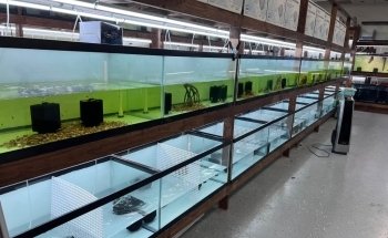 Houston Aqua