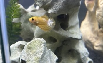 Houston Aqua